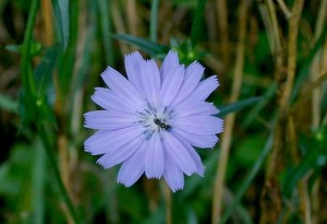 תמצית CHICORY מונעת אכילה רגשית