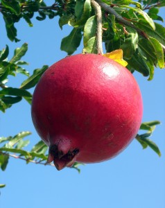 רימון הוא מחזק דם ועשיר בברזל